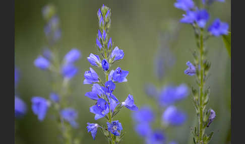 Großer Ehrenpreis (Veronica teucrium)