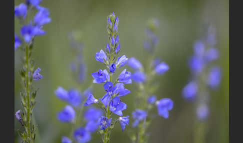 Großer Ehrenpreis (Veronica teucrium)