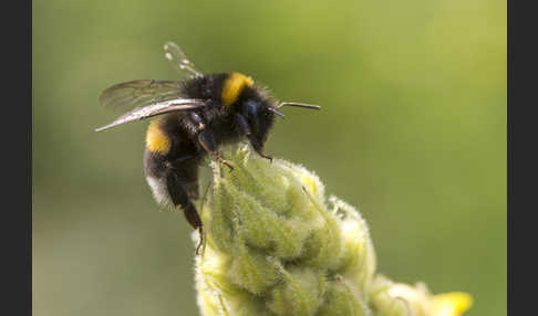 Helle Erdhummel (Bombus lucorum)