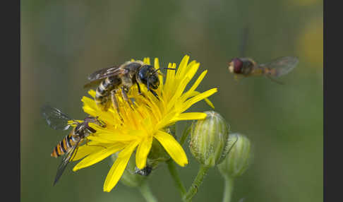 Gelbbindige Furchenbiene (Halictus scabiosae)