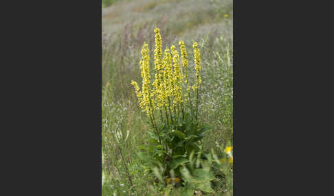 Königskerze (Verbascum spec.)