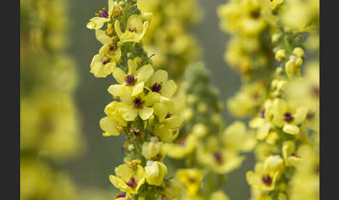 Königskerze (Verbascum spec.)