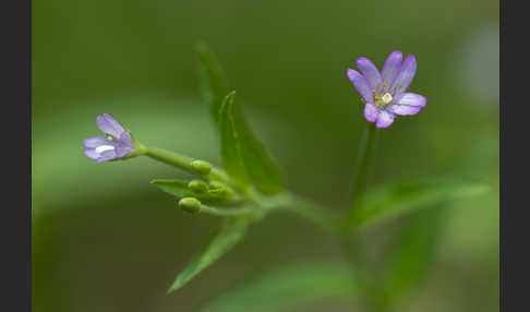 Berg-Weidenröschen (Epilobium montanum)