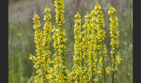 Königskerze (Verbascum spec.)