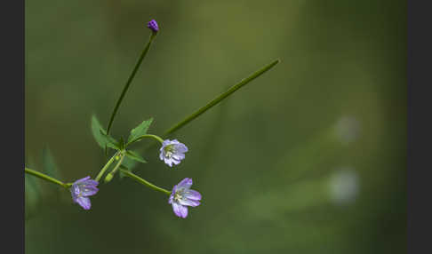 Berg-Weidenröschen (Epilobium montanum)