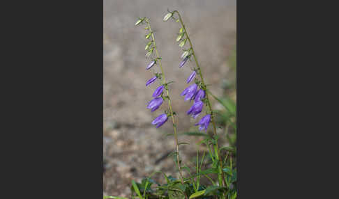 Acker-Glockenblume (Campanula rapunculoides)