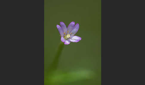 Berg-Weidenröschen (Epilobium montanum)