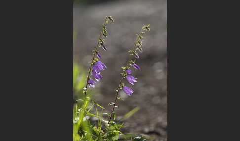 Acker-Glockenblume (Campanula rapunculoides)