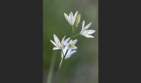 Astlose Graslilie (Anthericum liliago)