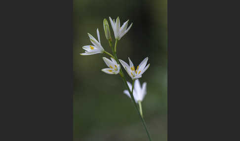 Astlose Graslilie (Anthericum liliago)