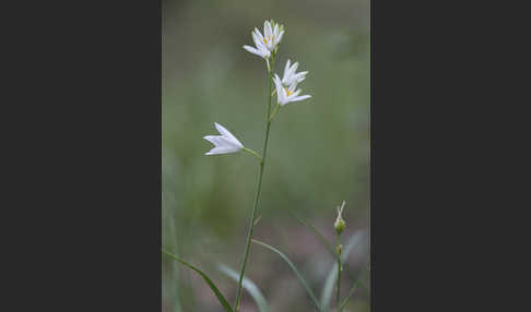 Astlose Graslilie (Anthericum liliago)