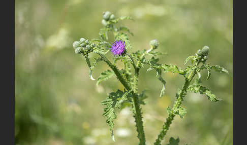 Krause Distel (Carduus crispus)