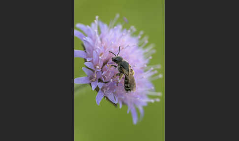 Gewöhnliche Furchenbiene (Halictus simplex)
