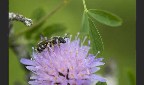 Gewöhnliche Furchenbiene (Halictus simplex)