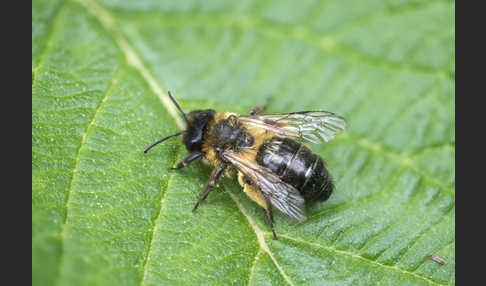 Erzfarbene Sandbiene (Andrena nigroaenea)