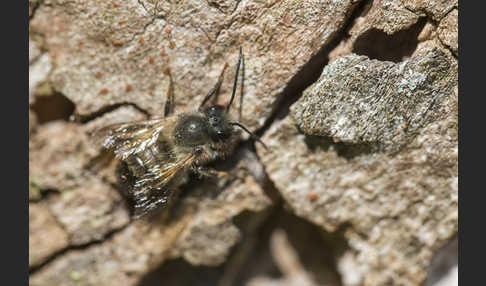 Rote Mauerbiene (Osmia bicornis)