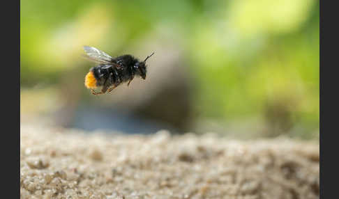 Steinhummel (Bombus lapidarius)