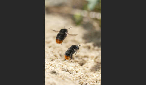 Steinhummel (Bombus lapidarius)