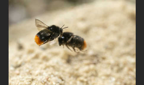 Steinhummel (Bombus lapidarius)