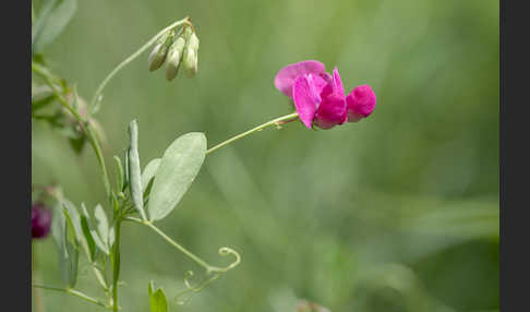 Knollen-Platterbse (Lathyrus tuberosus)