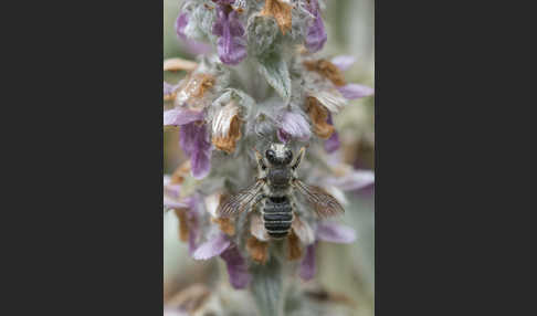 Blattschneiderbiene (Megachile willughbiella)