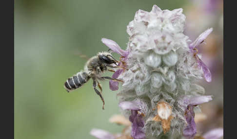 Blattschneiderbiene (Megachile willughbiella)