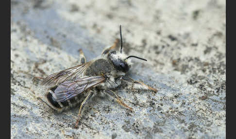 Blattschneiderbiene (Megachile willughbiella)