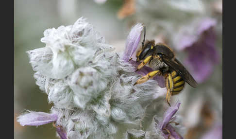 Große Wollbiene (Anthidium manicatum)