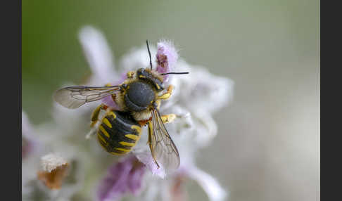 Große Wollbiene (Anthidium manicatum)