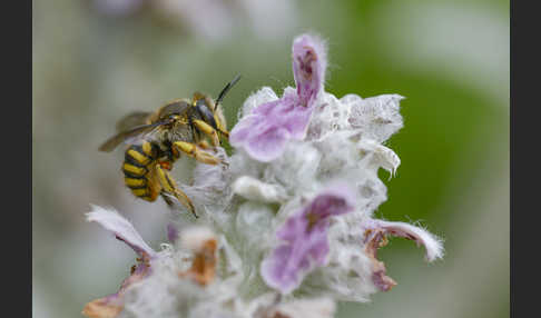 Große Wollbiene (Anthidium manicatum)