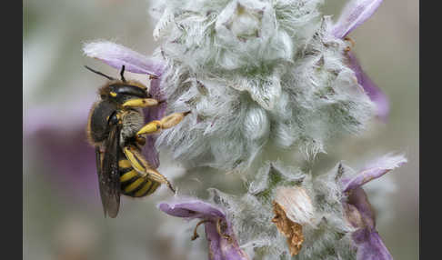 Große Wollbiene (Anthidium manicatum)