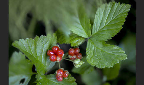 Steinbeere (Rubus saxatilis)