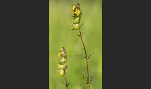 Kleiner Klappertopf (Rhinanthus minor)