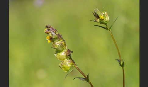 Kleiner Klappertopf (Rhinanthus minor)