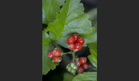 Steinbeere (Rubus saxatilis)