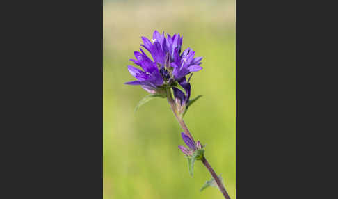 Büschel-Glockenblume (Campanula glomerata)