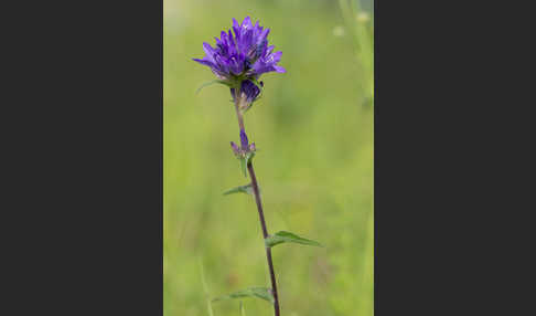 Büschel-Glockenblume (Campanula glomerata)