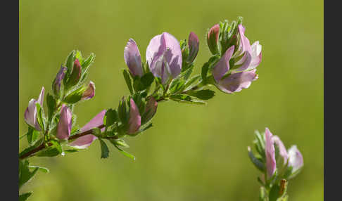 Kriechende Hauhechel (Ononis repens)