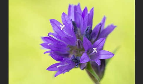 Büschel-Glockenblume (Campanula glomerata)