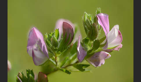 Kriechende Hauhechel (Ononis repens)