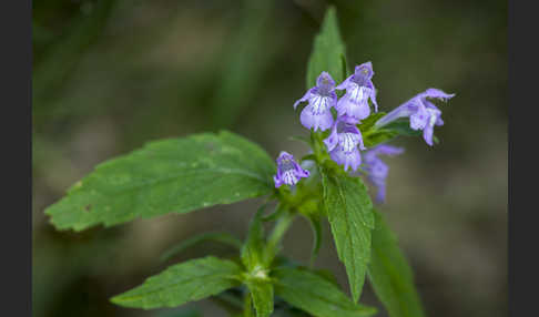 Ackerhohlzahn (Galeopsis ladanum)