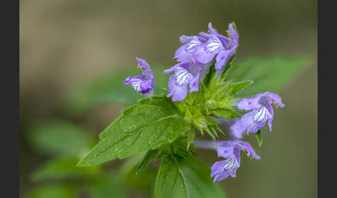 Ackerhohlzahn (Galeopsis ladanum)