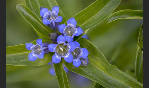 Kreuz-Enzian (Gentiana cruciata)