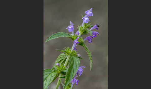 Ackerhohlzahn (Galeopsis ladanum)