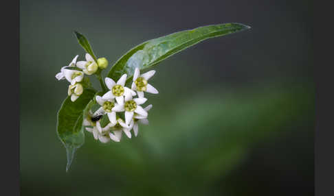 Schwalbenwurz (Vincetoxicum hirundinaria)