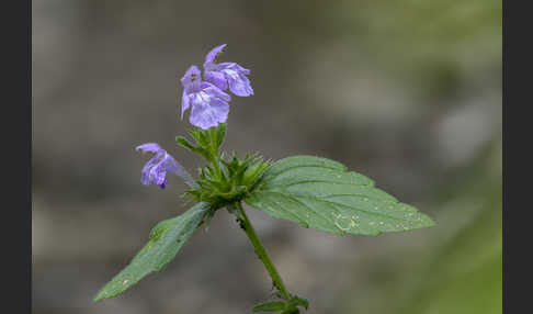 Ackerhohlzahn (Galeopsis ladanum)