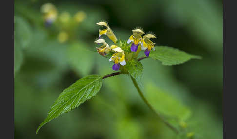 Bunter Hohlzahn (Galeopsis speciosa)