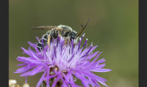 Vierbindige Furchenbiene (Halictus quadricinctus)