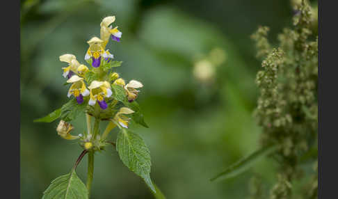 Bunter Hohlzahn (Galeopsis speciosa)