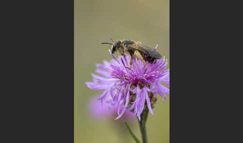 Gewöhnliche Furchenbiene (Halictus simplex)